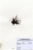 藏品(匍枝凝花菜)的圖片